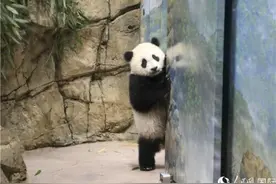 探访旅美大熊猫幼崽“小奇迹”美国熊猫粉丝排长队图片