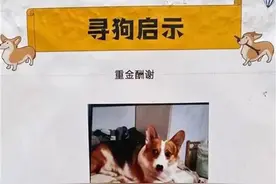 北京“寻狗赠房”事件余波未平：狗主人频受骚扰，网上有人篡改信息称寻狗可获2万元图片