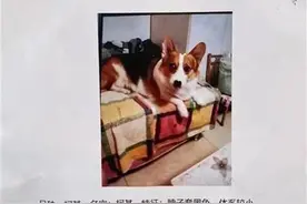 北京“寻狗赠房”事件余波未平：狗主人频受骚扰，网上有人篡改信息称寻狗可获2万元图片