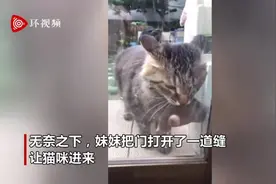 热心外卖！日本一猫咪抓到一只鼹鼠送给主人视频封面