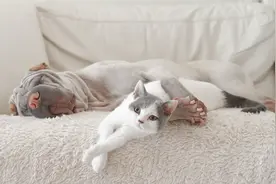 致命的宠物托运图片