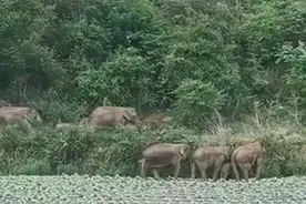 网友建议将象群分批麻醉送回，官方回应图片