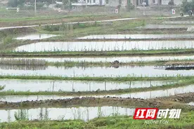 湖南常宁：养殖田螺 荒田变身“聚宝盆”图片