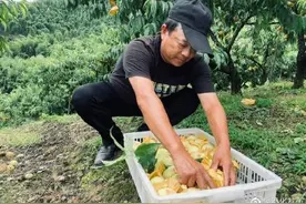 水蜜桃早熟品种抢“鲜”上市图片