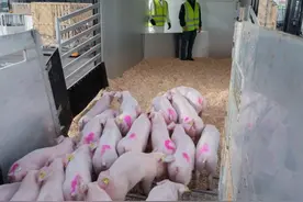 1030头种猪从海外成功飞抵中国图片