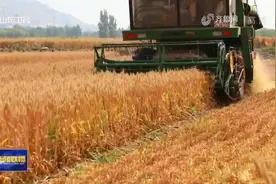 风吹麦田千层浪，又到一年麦收时！山东5985万亩小麦开镰收割图片