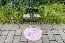 “猫奴们”看过来，上海静安公园有了流浪猫固定爱心投喂点图片