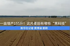 一亩增产155斤！这片麦田有哪些“黑科技”视频封面