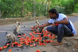 印度社会工作者给长尾叶猴喂西瓜 毛茸茸蜂拥而至萌萌哒图片