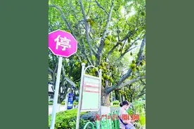 三株菠萝蜜硕果累累 在厦门这个站候车的乘客担忧安全问题图片