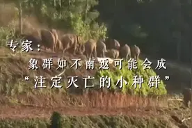 野象群如不南返会有什么后果，专家：小种群可能灭绝视频封面