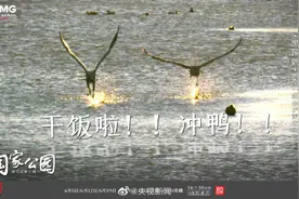 转存~戏精动物表情包图片