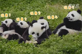 新华全媒+|走近大熊猫——解读大熊猫“三难”问题图片