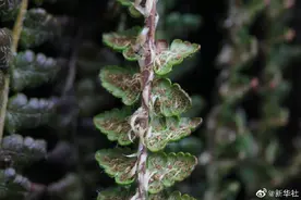 四川小金发现国家一级保护植物玉龙蕨图片