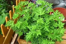 驱蚊产品那么多 看准这4种成分才不会选错图片