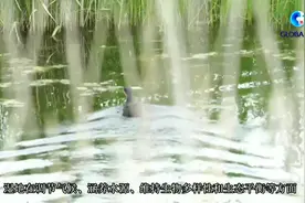 全球连线｜三江平原生态改善成“候鸟天堂”视频封面