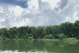 世界环境日丨鸟鸣城更幽视频封面