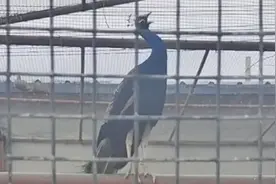 奇迹发生了！当《百鸟朝凤》响起 孔雀“一呼百应”图片