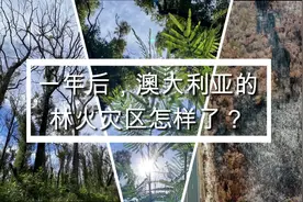 一年后，澳大利亚的林火灾区怎样了？视频封面