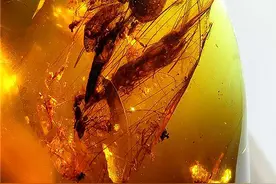 发现4只对虾祖先！9900万年前，它们和恐龙一起生活图片