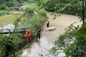 湖南500斤大肥猪掉入水塘，消防花了1个多小时救出！网友：吊了次威亚，不亏图片
