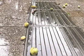 南宁下了一场“扁桃雨”绿化部门提醒：不宜食用 路边果实莫采摘图片