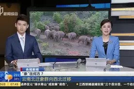 “象”往何方？  云南北迁象群向西北迁移视频封面