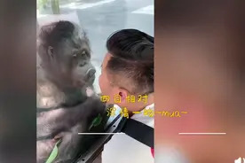 上海动物园男子与猩猩“互吻”30秒，隔着玻璃靠近它，男子：很意外图片