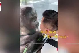 上海动物园男子与猩猩“互吻”30秒，隔着玻璃靠近它，男子：很意外图片