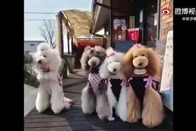 长沙一网红犬舍被查室内环境触目惊心，25只宠物狗被解救图片