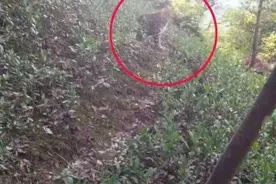 消失的第3只豹子去哪儿了？杭州民间搜救队寻豹记：偷跑上山的鸭子都找到了图片