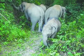 亚洲象的“奇幻漂流”：哪里宜栖居？国家公园能否成为新家？图片