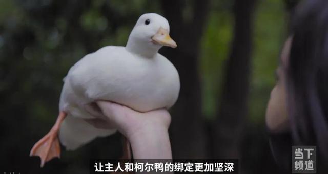 ȳϷ