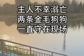 主人溺水身亡，金毛犬不吃不喝河边苦守一天一夜图片