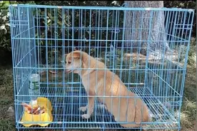 高考第一天，江苏这所学校的“黄主任”被关禁闭，得知它真实身份，网友笑翻了图片