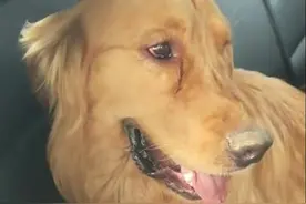 守在主人溺亡现场的忠犬系母子俩，一条已回家，一条被救人者收养图片