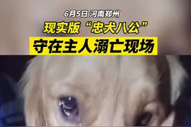 守在主人溺亡现场的忠犬系母子俩，一条已回家，一条被救人者收养图片