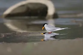 守护河燕鸥育雏！云南盈江2只河燕鸥顺利孵化