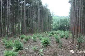 2600棵杉树被人剥皮，村民无奈求助图片