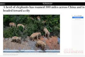 “云南野象旅行团”火到海外，外媒盛赞中国保护动物给力图片