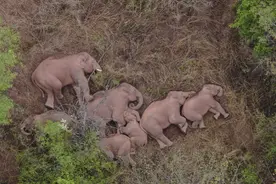 “大象睡觉”冲上热搜！专家称成年亚洲象多数情况是站着睡图片