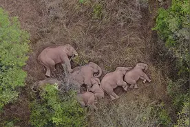 云南象群终于集体睡觉，小象被护在中间爬不出来…图片