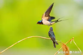小燕子穿花衣，年年育雏来这里图片