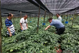 云南省药用植物生物学重点实验室为中药材产业发展提供技术支撑图片