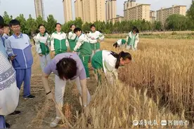 菏泽市定陶区山大附中实验学校：“八亩地”奏响劳动教育图片
