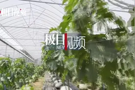 稀奇！茄子长在树上，一棵高产千斤，同时结出茄子、番茄、烟叶视频封面