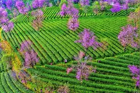 云南：茶产业、茶文化何以流行图片