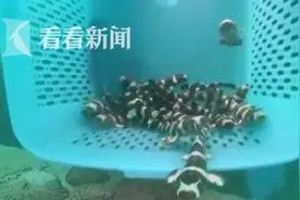 拯救物种！泰国为竹鲨海底搭窝 助其繁衍生息图片