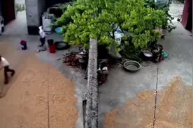 下雨前12岁哥哥带领家中弟妹抢收小麦 爸爸：欣慰孩子们已经长大图片