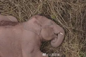 云南野象一家“躺平照”刷屏，大象究竟是站着睡还是躺着睡？还有这些你没见过的动物睡姿图片